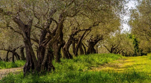 30.04.2021., Groznjan - Maslinici podno Groznjana. r"nPhoto: Srecko Niketic/PIXSELL