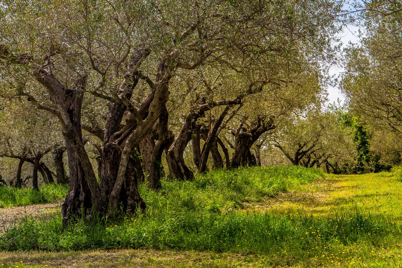 30.04.2021., Groznjan - Maslinici podno Groznjana. r"nPhoto: Srecko Niketic/PIXSELL