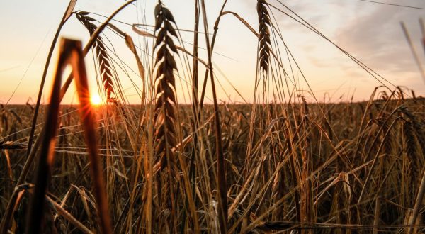 epa10750472 Sunset at a wheat field in the Donetsk region, Ukraine, 16 July 2023. A deal brokered by Turkey and the United Nations to ensure the safe export of grain from Ukrainian ports will expire on 17 July 2023. Russian troops entered Ukraine on 24 February 2022 starting a conflict that has provoked destruction and a humanitarian crisis.  EPA/OLEG PETRASYUK