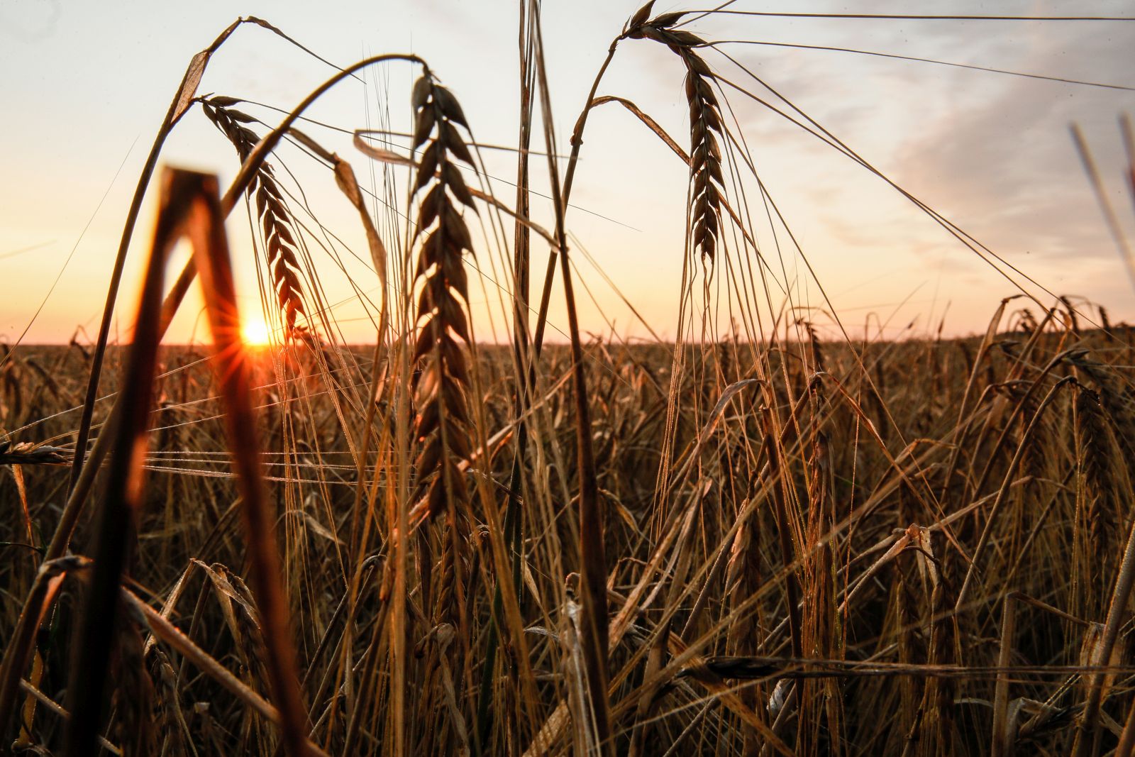 epa10750472 Sunset at a wheat field in the Donetsk region, Ukraine, 16 July 2023. A deal brokered by Turkey and the United Nations to ensure the safe export of grain from Ukrainian ports will expire on 17 July 2023. Russian troops entered Ukraine on 24 February 2022 starting a conflict that has provoked destruction and a humanitarian crisis.  EPA/OLEG PETRASYUK