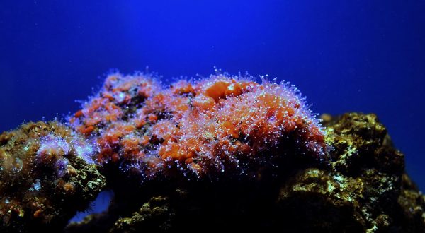 U Aqauariumu Pula otvorena je izložba koralja "Krhka ljepota"  18.12.2018., Pula - U Aqauariumu Pula otvorena je izlozba "Krhka ljepota" povodom obiljezavanja Medjunarodne godine koraljnih grebena i 58. rodjendana Nacionalnog parka Mljet.rPhoto: Dusko Marusic/PIXSELL