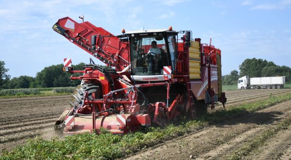 20.07.2023., Garesnica  -  Na OPG-u Agro Puskaric iz Kaniske Ive na proizvodnim povrsinama od 300-ak hektara, pocelo je strojno vadjenje krumpira i to na najsuvremeniji nacin u Hrvatskoj. Nakon lanjske katastrofalne godine po prinosima, ova naslucuje na bolji urod, ali proizvodjaci kazu, mnogo manji od rekordnih godina.  Photo: Damir Spehar/PIXSELL