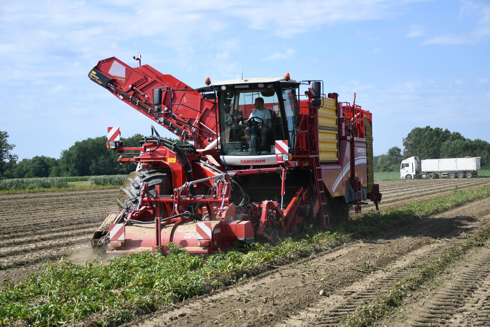 20.07.2023., Garesnica  -  Na OPG-u Agro Puskaric iz Kaniske Ive na proizvodnim povrsinama od 300-ak hektara, pocelo je strojno vadjenje krumpira i to na najsuvremeniji nacin u Hrvatskoj. Nakon lanjske katastrofalne godine po prinosima, ova naslucuje na bolji urod, ali proizvodjaci kazu, mnogo manji od rekordnih godina.  Photo: Damir Spehar/PIXSELL