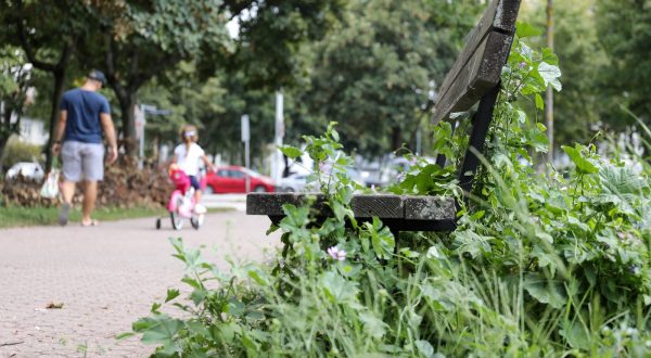 20.08.2023., Zagreb, Gradske zelene povrsine zarasle su u visoku travu, obisli smo Srednjake, Jarun i Spansko naselje no svagdje je slicna i zpustena situacija Photo: Emica Elvedji/PIXSELL