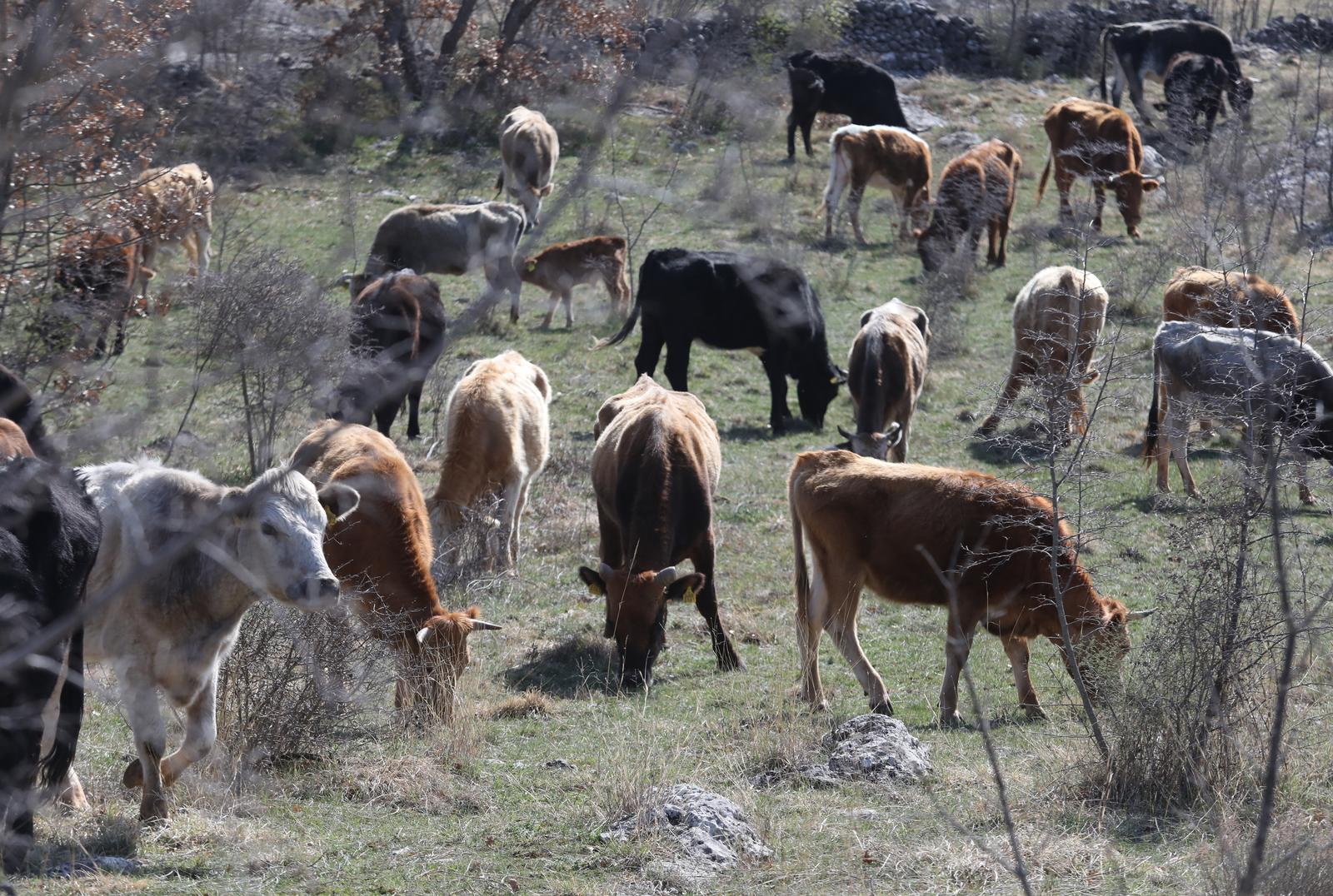 26.03.2023., Sibenik - Krave i goveda na slobodnoj ispasi na livadi u sibenskom zaledju. Photo: Dusko Jaramaz/PIXSELL