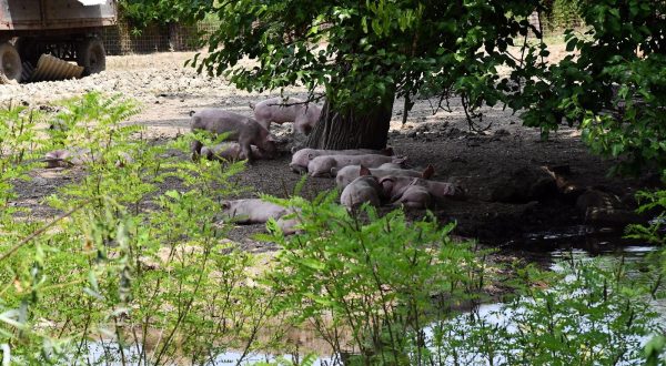 27.06.2023, Posavski Podgajci - Na podrucju Posavskih Podgajaca, sela uz Savu u Vukovarsko - srijemskoj zupaniji, pojavila se africka kuga svinja. Potvrdio je to danas i Hrvatski veterinarski institut pozivajuci se na rezultate pronadjene u uzorcima krvi bolesnih svinja i u uzorcima organa uginulih svinja uzetih s dva objekta na podrucju Posavskih Podgajaca. Photo: Ivica Galovic/PIXSELL