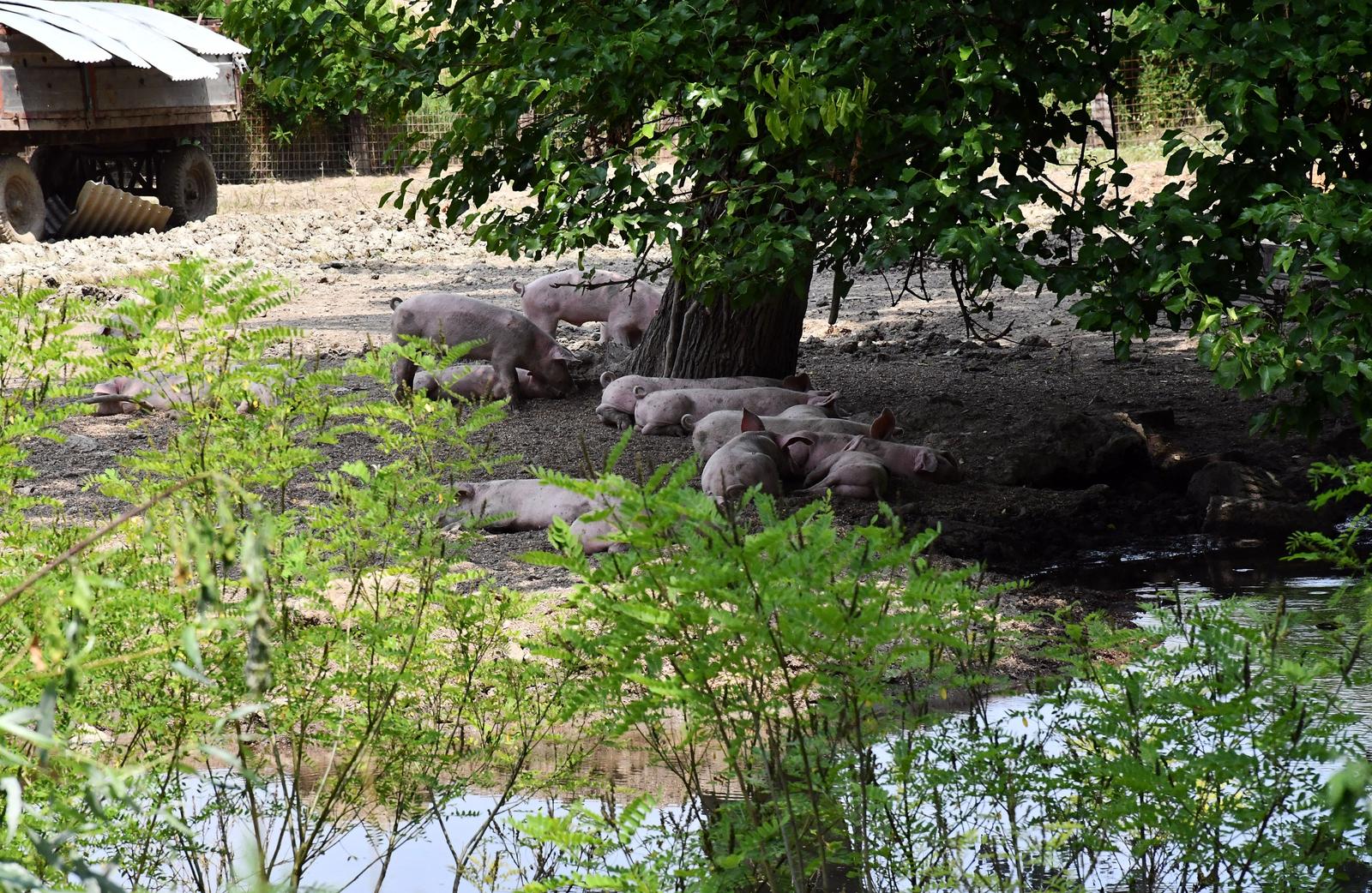 27.06.2023, Posavski Podgajci - Na podrucju Posavskih Podgajaca, sela uz Savu u Vukovarsko - srijemskoj zupaniji, pojavila se africka kuga svinja. Potvrdio je to danas i Hrvatski veterinarski institut pozivajuci se na rezultate pronadjene u uzorcima krvi bolesnih svinja i u uzorcima organa uginulih svinja uzetih s dva objekta na podrucju Posavskih Podgajaca. Photo: Ivica Galovic/PIXSELL