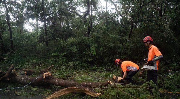 epa10835343 Workers remove trees brought down by Typhoon Saola on a road in Sai Kung, Hong Kong, China, 02 September 2023. The No. 10 typhoon warning, for the first time since 2018, was raised on the night of 01 September as Typhoon Saola swept past Hong Kong.  EPA/Bertha WANG