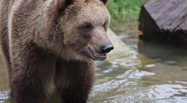 15.11.2022., Zagreb - Novi stanovnici zagrebackog zooloskog vrta, medvjedici Albert i Kveta. Photo: Marko Prpic/PIXSELL