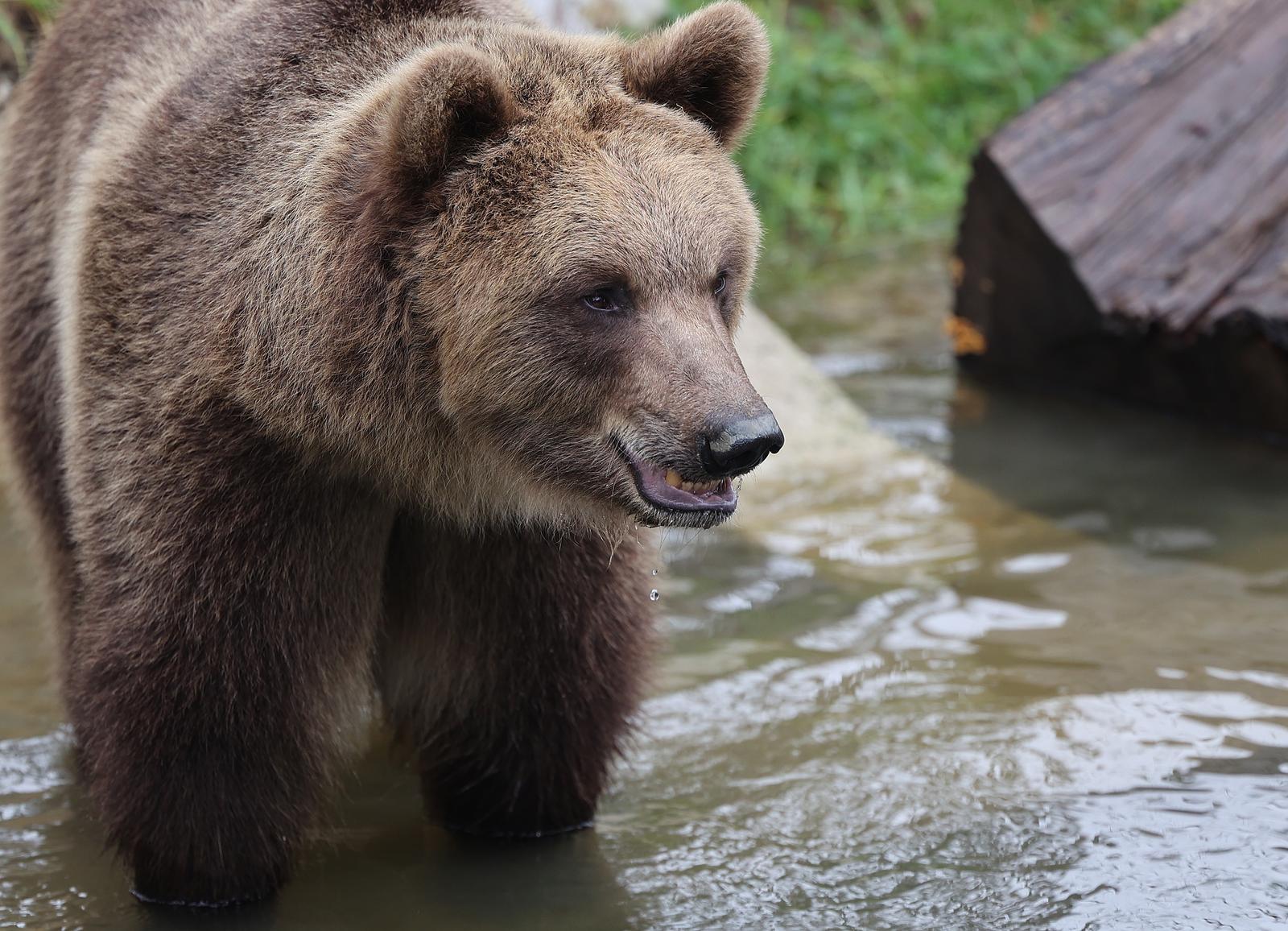 15.11.2022., Zagreb - Novi stanovnici zagrebackog zooloskog vrta, medvjedici Albert i Kveta. Photo: Marko Prpic/PIXSELL