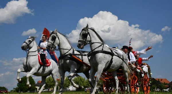 18.06.2023., Slavonski Brod - ​Konjogojska udruga "Slavonija" organizirala je​​ manifestaciju pod nazivom "Bijelo biserje Slavonije“ koja se tradicionalno odr​z​ava u sklopu najstarije smotre folklora u Hrvatskoj, ove godine 59. ​"​Brodskog kola​"​. Najatraktivniji dio programa izbor je najljep​s​e ​svatovske zaprege​. P​rvo mjesto po ocjeni povjerenstva pripalo je zapre​zi​ Marka Beni​c​a, drugo mjesto osvojila je svatovska zaprega Vedrana Mirkovi​c​a, a tr​ec​e zaprega Branimira ​C​ori​c​a.​ ​ Photo: Ivica Galovic/PIXSELL