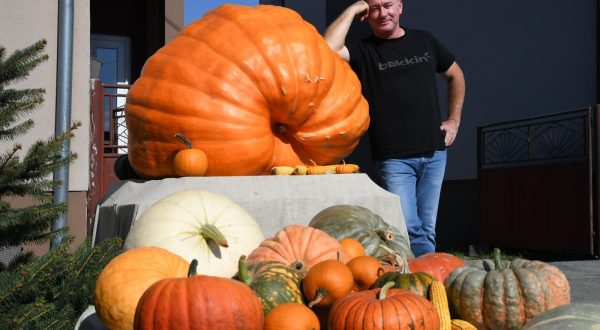 29.09.2023., Semovci, Virje - Zeljko Ivorek uzgojio je najvecu  bundevu u Podravini, a koja tezi 326 kilograma i njegov je veliki ponos i posebice ukras okucnice koja je postala nadaleko poznata jer je posebna atrakcija. Photo: Damir Spehar/PIXSELL