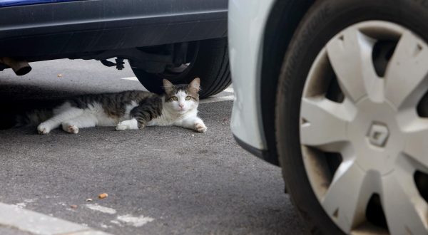 30.08.2023., Zadar - Macka lezi ispod automobila Photo: Sime Zelic/PIXSELL