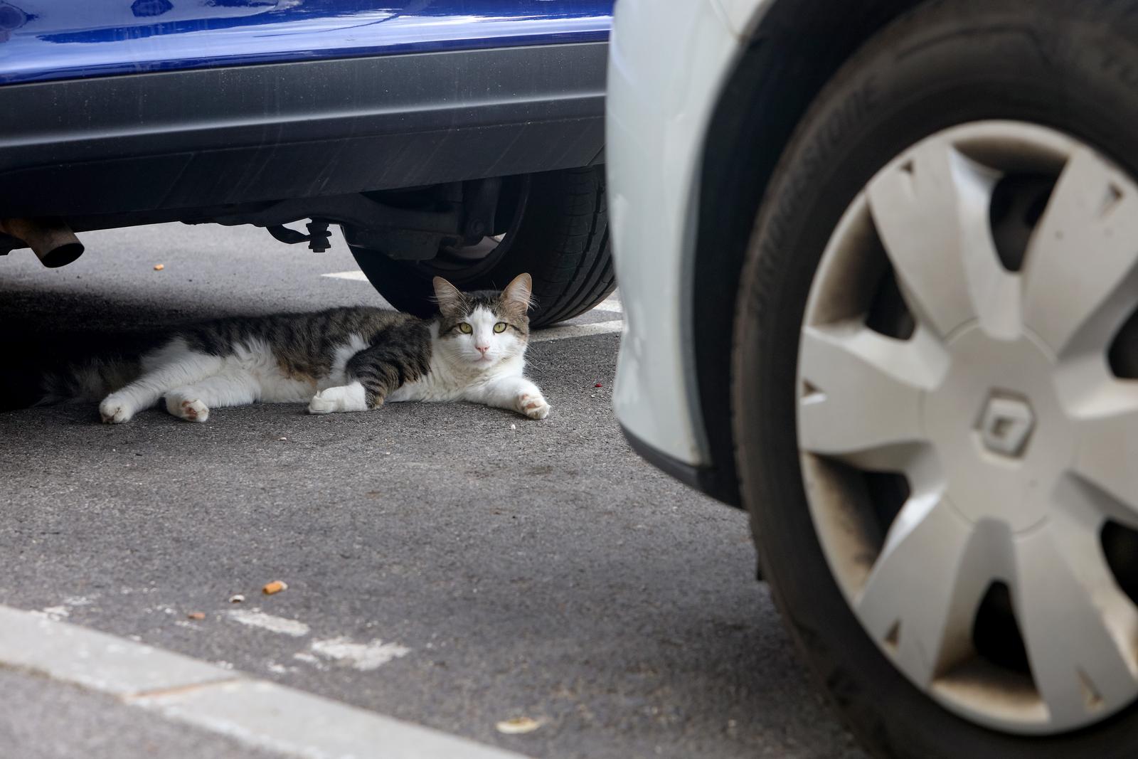30.08.2023., Zadar - Macka lezi ispod automobila Photo: Sime Zelic/PIXSELL