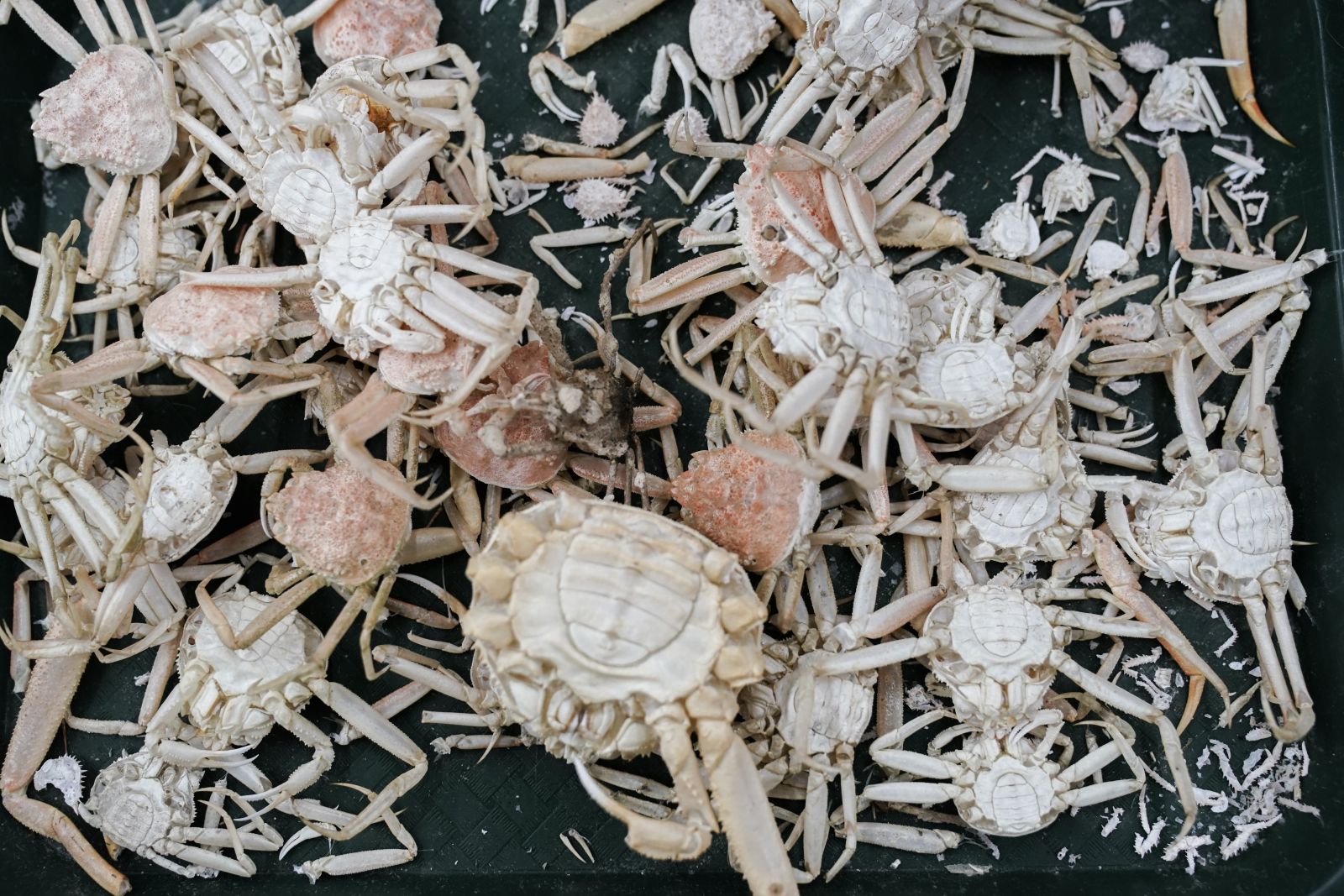 Molts and shells from snow crab sit on a table, Thursday, June 22, 2023, at the Alaska Fisheries Science Center in Kodiak, Alaska. Researchers are scrambling to understand crabs' collapse, with seas warmed by climate change as one theory. (AP Photo/Joshua A. Bickel)