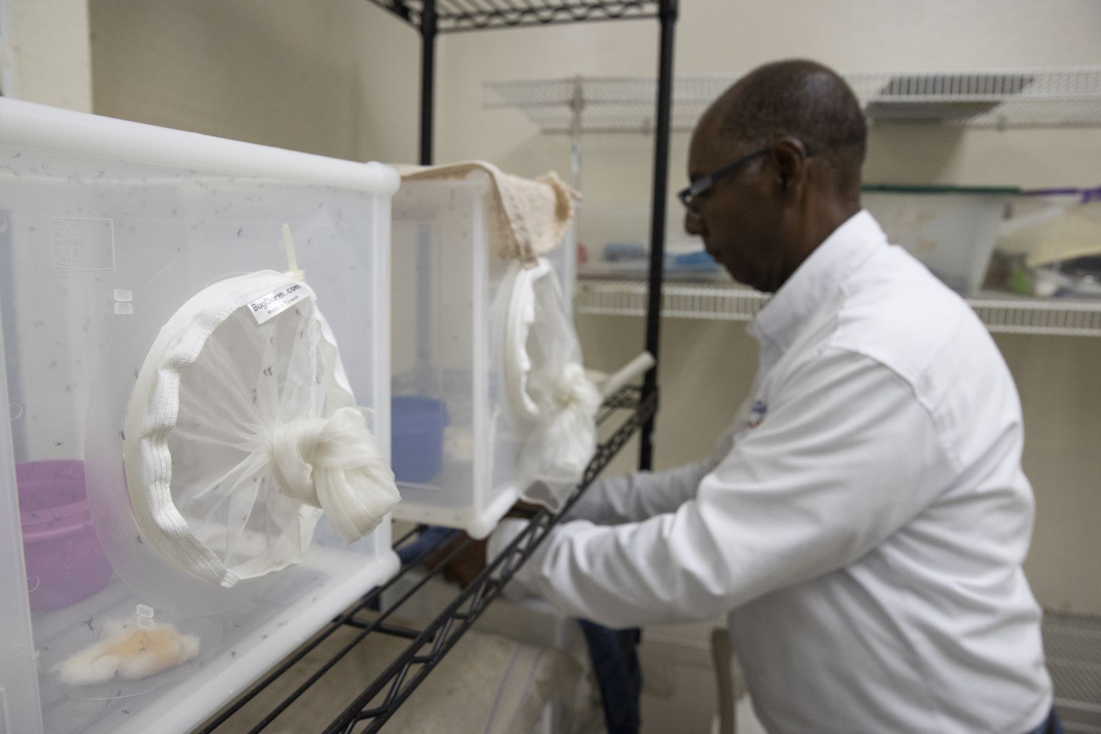 epa10845187 A technician works in the insectary with Aedes aegypti mosquitoes in the entomology laboratory of the National Center for the Control of Tropical Diseases (CENCET) in Santo Domingo, Dominican Republic, 06 September 2023. The Dominican Republic is going through an 'epidemic outbreak of dengue,' with almost a thousand suspected cases in a little more than a week, according to figures presented by the Ministry of Public Health on 06 September, with four confirmed deaths and an additional 17 deaths currently under investigation.  EPA/Orlando Barria