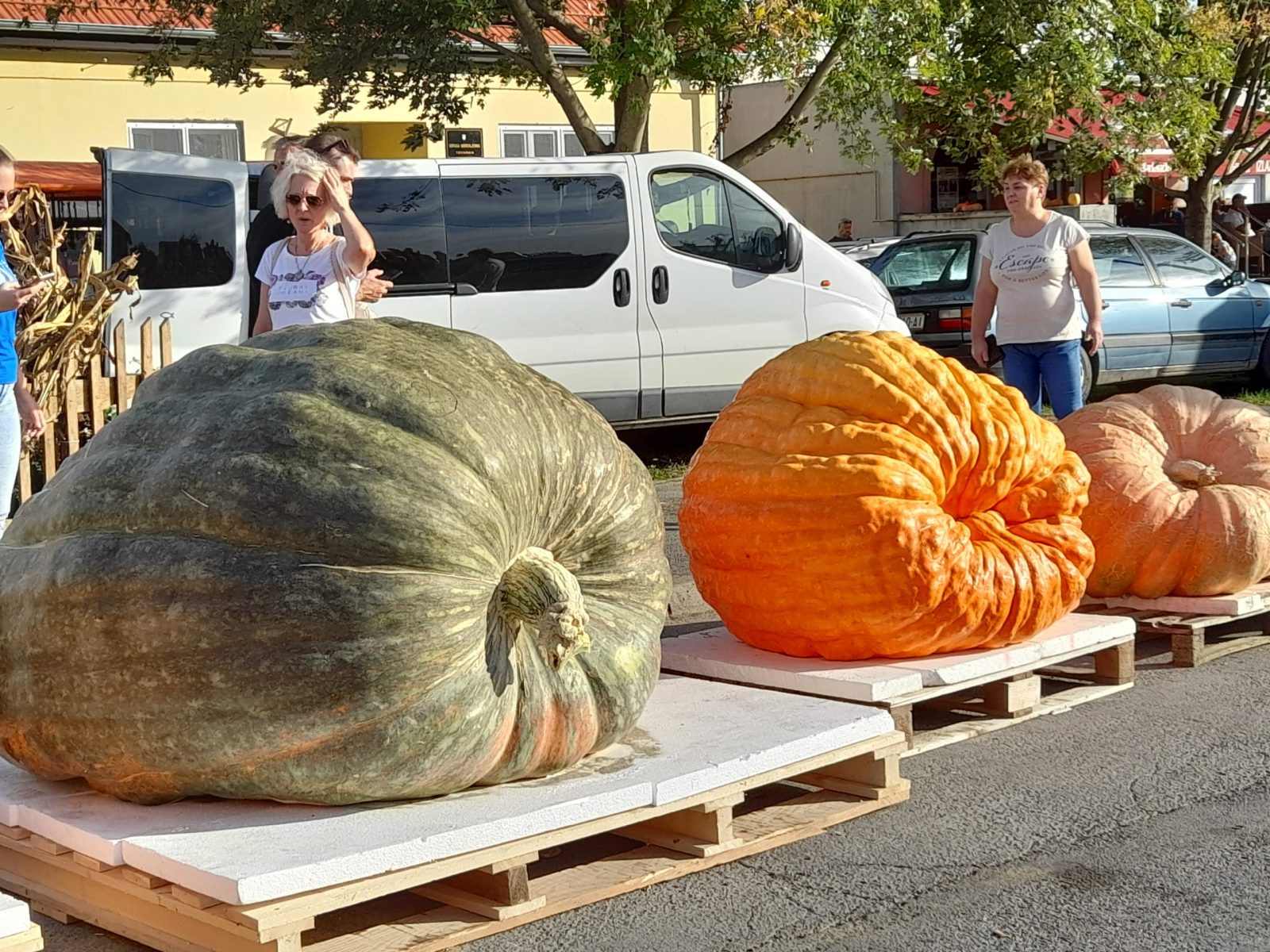 Tovarnik,07.10.2023 - Na 17. tovarnièkom jesenskom festivalu sudjelovalo je 100-tinjak izlagaèa, a na natjecanju za najveæu bundevu pobijedila je 982 kilograma teka bundeva koju je uzgojio Ivica Ribariæ iz Kozarca u Baranji.
 foto HINA/ eljko DRAENOVIÆ/ ik