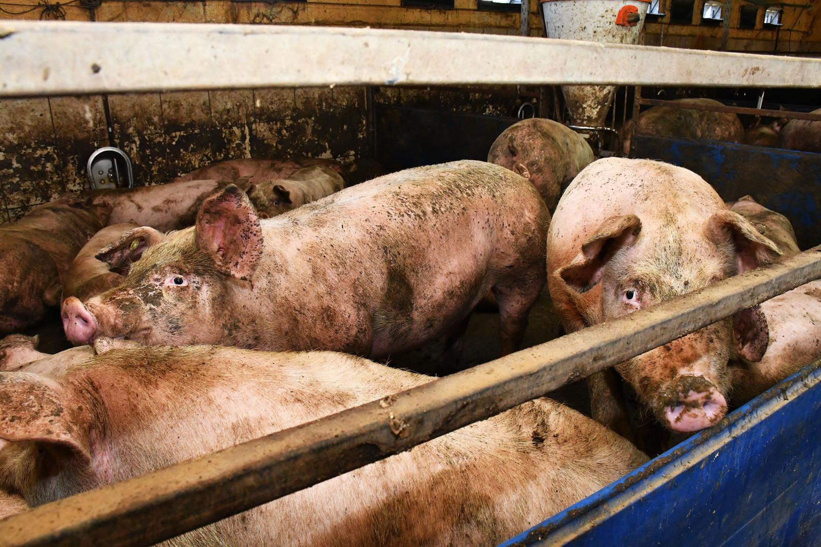 12.02.2020., Donja Vrba - Zbog velike nestasice prasadi na trzistu svinjogojci su zabrinuti za opstanak proizvodnje, vlastitih farmi i OPG-ova."nPhoto: Ivica Galovic/PIXSELL