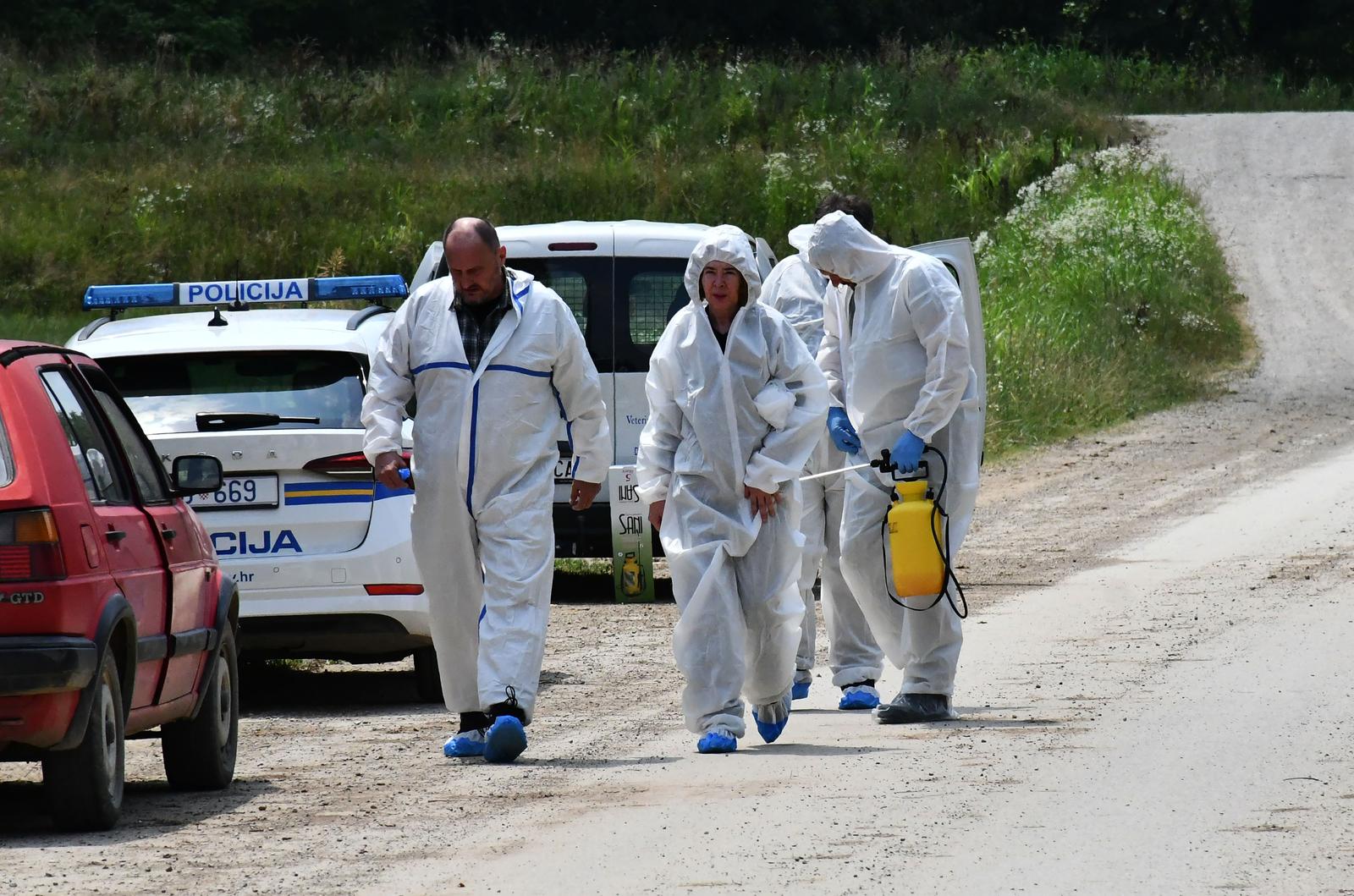 27.06.2023, Posavski Podgajci - Na podrucju Posavskih Podgajaca, sela uz Savu u Vukovarsko - srijemskoj zupaniji, pojavila se africka kuga svinja. Potvrdio je to danas i Hrvatski veterinarski institut pozivajuci se na rezultate pronadjene u uzorcima krvi bolesnih svinja i u uzorcima organa uginulih svinja uzetih s dva objekta na podrucju Posavskih Podgajaca. Photo: Ivica Galovic/PIXSELL