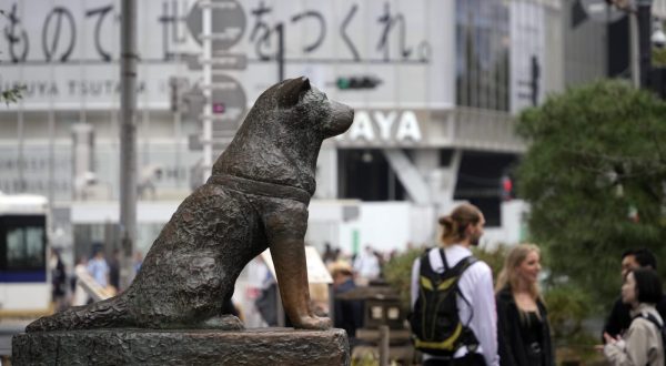 epa10967966 The statue of Hachiko stands outside Shibuya station in Tokyo, Japan, 10 November 2023. On 10 November 2023, Japan marks 100 years since the birth of the faithful dog Hachiko (1923-1935), known for continuing to wait in front of the Shibuya train station for his owner after his death, and whose statue is an icon of Tokyo and one of the most famous monuments visited from the city.  EPA/FRANCK ROBICHON