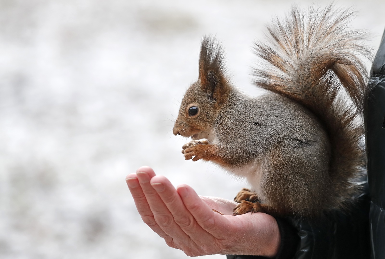 epa10980632 A visitor feeds a squirrel at the snow-covered Tsaritsyno Park, during a frosty day in Moscow, Russia, 17 November 2023. Temperatures in the Moscow region dropped to minus four degrees Celsius.  EPA/MAXIM SHIPENKOV