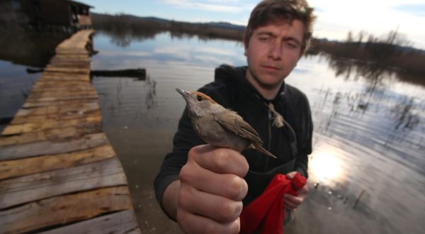 03.04.3013., Vransko jezero - U Parku prirode Vransko jezero unutar Ornitoloskog rezervata od 29.3. do 15.4. organiziran je Festival ptica. Festival ptica provodi Udruga BIOM koja ovom prilikom vrsi prstenovanje ptica. Prstenovanju ptica kao i setnju poucnim stazama mogu sudjelovati i gradjani kaze Vedran Lucic iz udruge BIOM.rPhoto: Zeljko Mrsic/PIXSELL