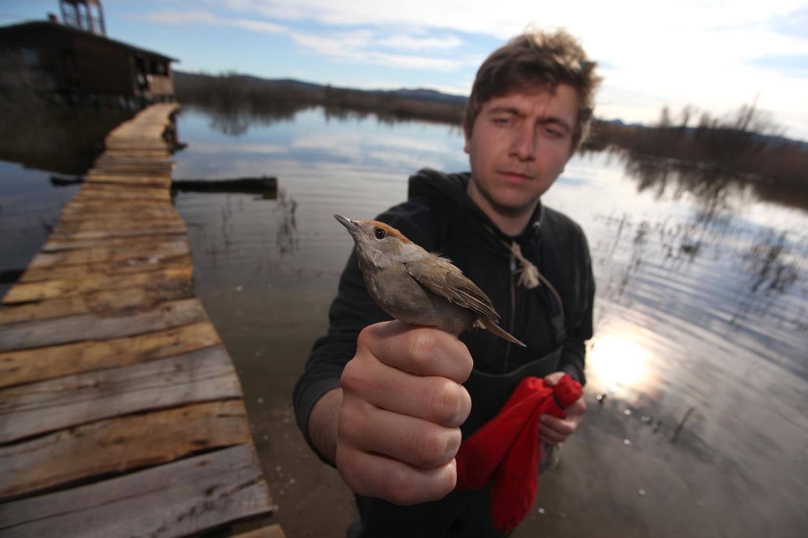 03.04.3013., Vransko jezero - U Parku prirode Vransko jezero unutar Ornitoloskog rezervata od 29.3. do 15.4. organiziran je Festival ptica. Festival ptica provodi Udruga BIOM koja ovom prilikom vrsi prstenovanje ptica. Prstenovanju ptica kao i setnju poucnim stazama mogu sudjelovati i gradjani kaze Vedran Lucic iz udruge BIOM.rPhoto: Zeljko Mrsic/PIXSELL