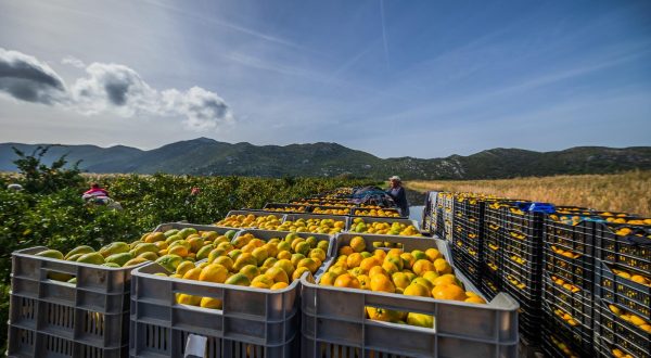 24.10.2023., Opuzen, Branje mandarina u dolini Neretve na imanju Petra Bjelisa u kojem 3 generacije sudjeluju u branju. Photo: Zvonimir Barisin/PIXSELL