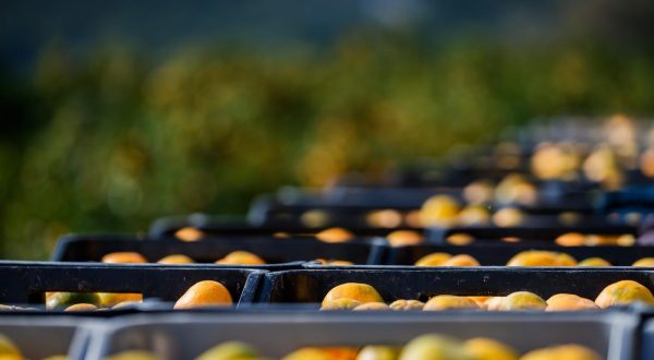 24.10.2023., Opuzen, Branje mandarina u dolini Neretve na imanju Petra Bjelisa u kojem 3 generacije sudjeluju u branju. Photo: Zvonimir Barisin/PIXSELL