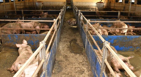 12.02.2020., Donja Vrba - Zbog velike nestasice prasadi na trzistu svinjogojci su zabrinuti za opstanak proizvodnje, vlastitih farmi i OPG-ova."nPhoto: Ivica Galovic/PIXSELL