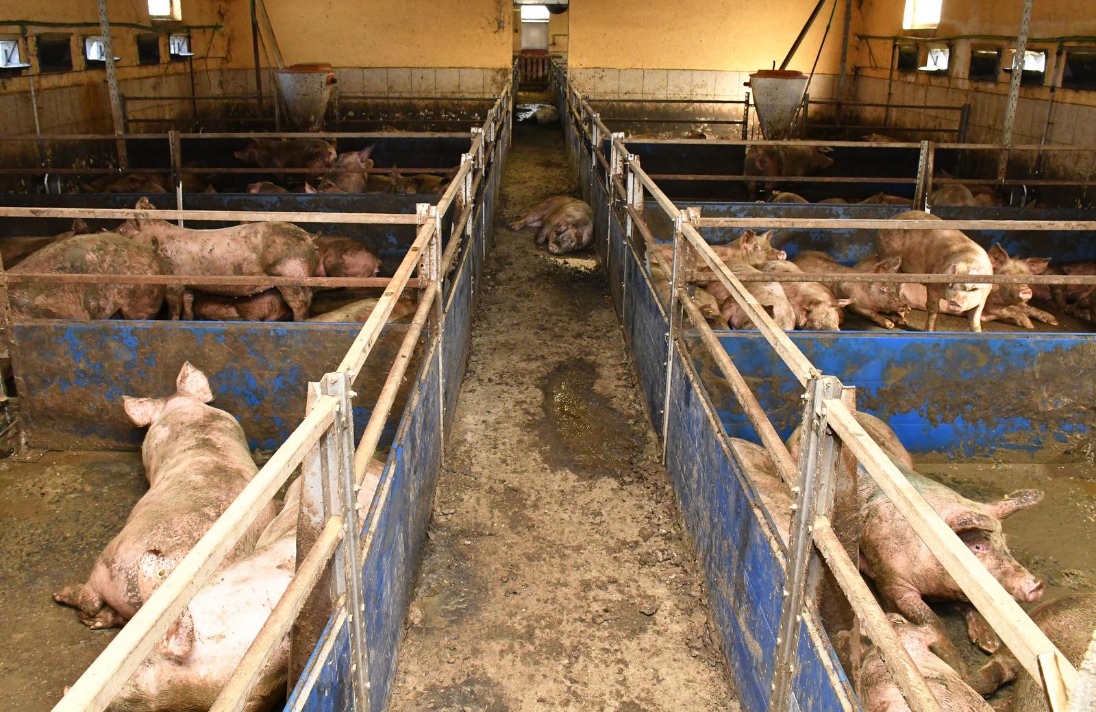 12.02.2020., Donja Vrba - Zbog velike nestasice prasadi na trzistu svinjogojci su zabrinuti za opstanak proizvodnje, vlastitih farmi i OPG-ova."nPhoto: Ivica Galovic/PIXSELL