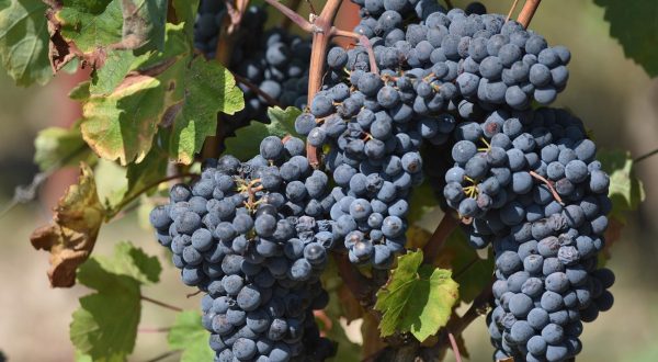21.09.2016., Donje Polje - Vinogradi u okolici Sibenika prepuni crnoga i bijeloga grozdja iscekuju prve berbe. "nPhoto: Hrvoje Jelavic/PIXSELL