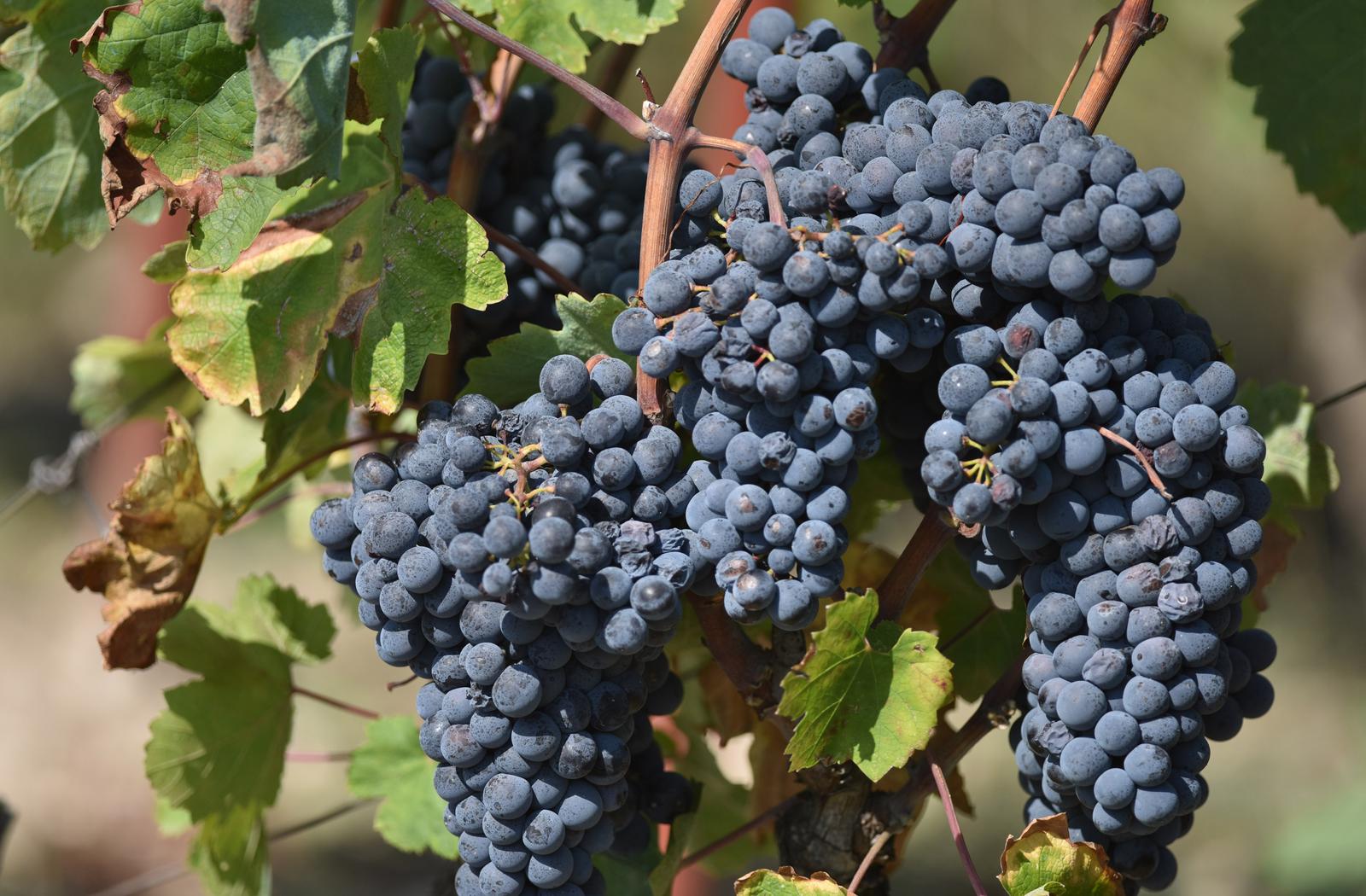 21.09.2016., Donje Polje - Vinogradi u okolici Sibenika prepuni crnoga i bijeloga grozdja iscekuju prve berbe. "nPhoto: Hrvoje Jelavic/PIXSELL