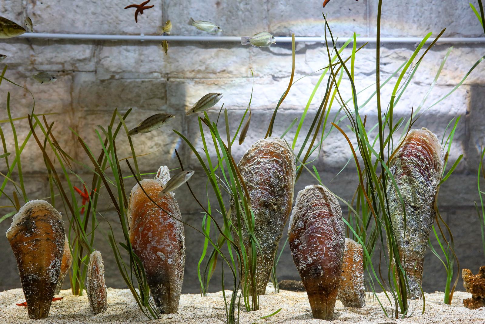 19.05.2021., Pula - Aquarium Pula. Akvarij s periskama.rPhoto: Srecko Niketic/PIXSELL