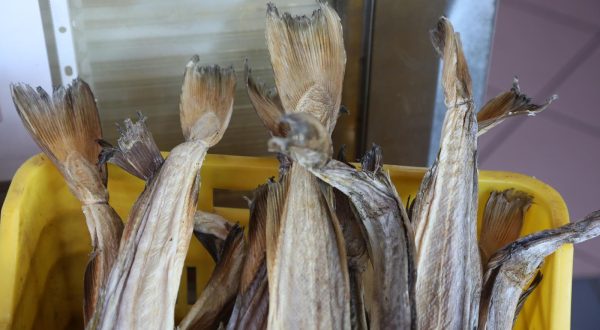 05.12.2022.,Sibenik - Bakalar,tradicionalno jelo u Dalmaciji bez kojega je Badnji dan nezamisliv. Ovogodisnja ponuda je na nekim prodajnim mjestima pristupacnija od drugih mjesta i cijena za kilogram ove delicije je od 250,00 pa sve do 350,00 kuna.
 Photo: Dusko Jaramaz/PIXSELL