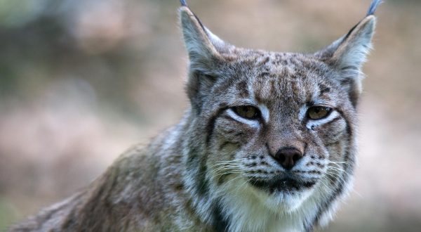 14.05.2015., Zagreb -  Zivotinje u zagrebackom Zooloskom vrtu. Ris. "nPhoto: Davor Puklavec/PIXSELL