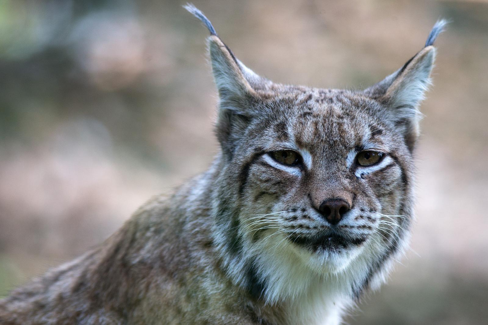 14.05.2015., Zagreb -  Zivotinje u zagrebackom Zooloskom vrtu. Ris. "nPhoto: Davor Puklavec/PIXSELL
