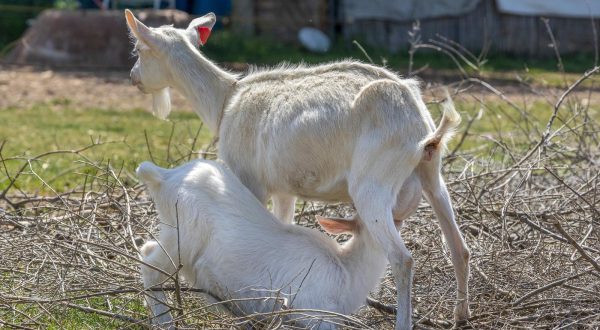 13.05.2022., Vodnjan - David Trento iz Galizane spasava simbol istre, autohtonu Istarsku kozu koja polako izumire. Davidu su njegovih pedesetak koza hobi, cista ljubav i nacin zivljenja jos od 2005. godine. Photo: Srecko Niketic/PIXSELL