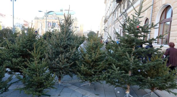 19.12.2023., Rijeka - Dobra ponuda bozicnih jelki na kazalisnom trgu privlaci mnogobrojne kupce. Cijene variraju ovisno o vrsti i visini. Photo: Goran Kovacic/PIXSELL