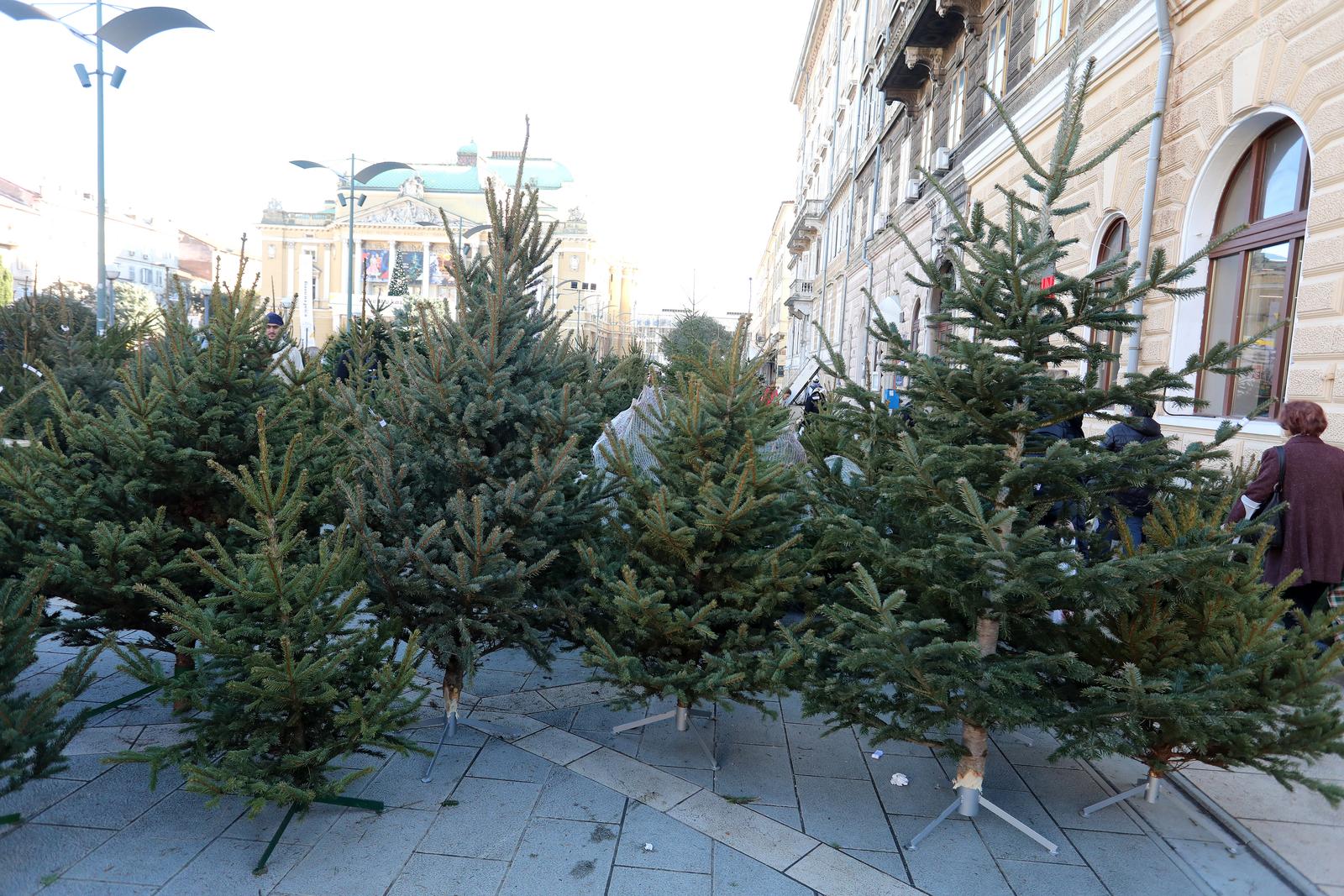 19.12.2023., Rijeka - Dobra ponuda bozicnih jelki na kazalisnom trgu privlaci mnogobrojne kupce. Cijene variraju ovisno o vrsti i visini. Photo: Goran Kovacic/PIXSELL