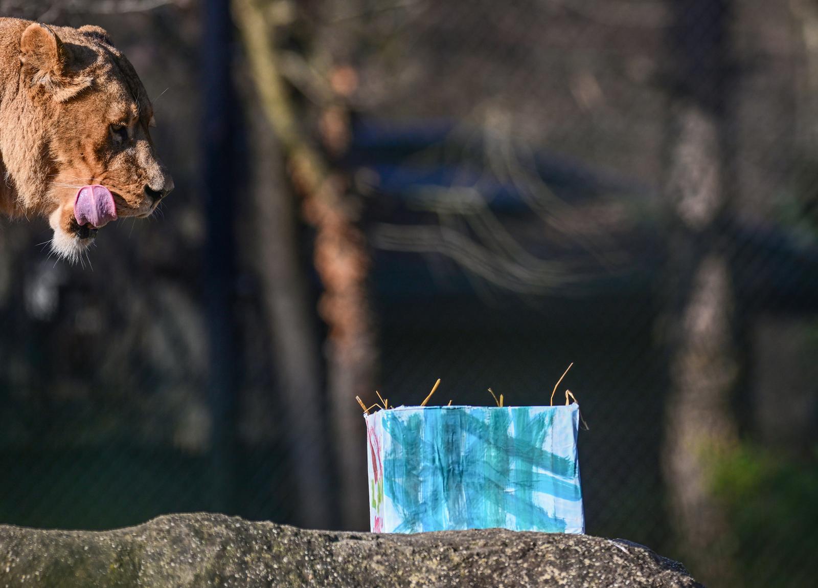 26.12.2023., Zagreb - U ZOO Zagreb odrzala   se  tradicionalna podjela darova zivotinjama, medvjedi, lavovi uzivali su u darovima koje su im pripremila djeca za Bozicne blagdane. Photo: Igor Soban/PIXSELL