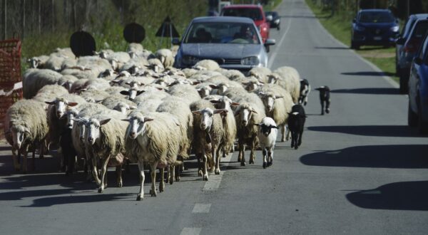 The blossoming Italian island of Sardinia. Traditional animal production on the island. Italian pecorino cheese is made from sheep's milk. Photo/Petr Malina (CTK via AP Images)