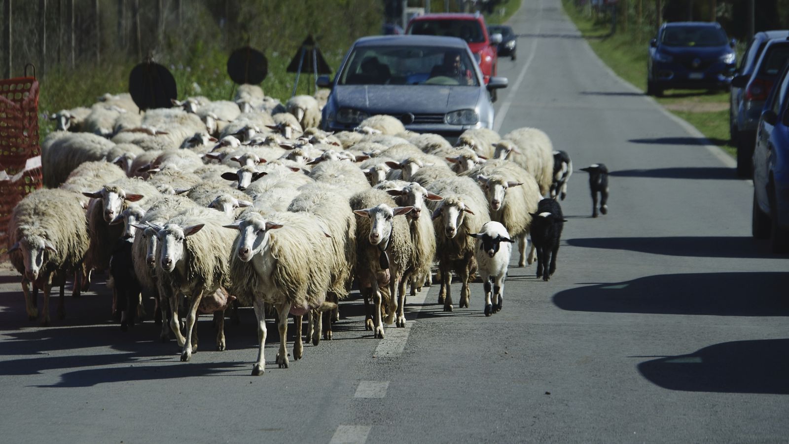 The blossoming Italian island of Sardinia. Traditional animal production on the island. Italian pecorino cheese is made from sheep's milk. Photo/Petr Malina (CTK via AP Images)