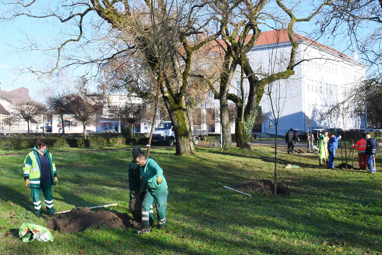 15.12.2023.,Sisak - U akciji „Zeleni Sisak za zeleni planet“ gradske tvrtke, ustanove, skole i vrtici  posadili su 192 nova stabla na 30 gradskih lokacija. Ova akcija najveca je u Hrvatskoj jer se vec godinama sadi najveci broj novih stabala „po glavi stanovnika“. Photo: Nikola Cutuk/PIXSELL