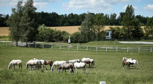 r01.07.2017., Lipik -  Lipik, grad u Hrvatskoj, smjesten u Pozesko-slavonskoj zupaniji. Poznat je po Lipickim toplicama, mineralnoj vodi i ergeli konja lipicancima. rPhoto: Petar Glebov/PIXSELL