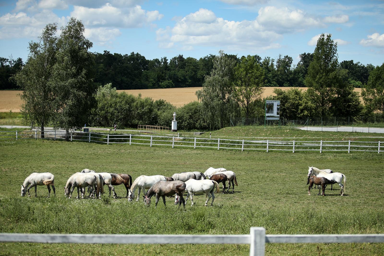 r01.07.2017., Lipik -  Lipik, grad u Hrvatskoj, smjesten u Pozesko-slavonskoj zupaniji. Poznat je po Lipickim toplicama, mineralnoj vodi i ergeli konja lipicancima. rPhoto: Petar Glebov/PIXSELL
