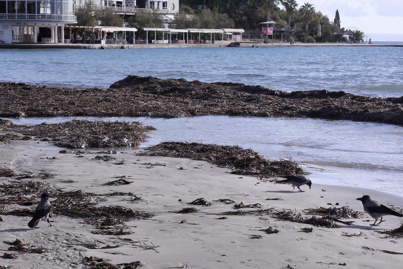 06.11.2023., Split - Nakon slabljenja olujnog juga na obali dio plaze Bacvice ostao prekriven naslagama morske trave. Photo: Ivo Cagalj/PIXSELL