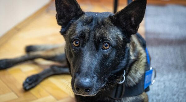 22.02.2023. Osijek - U Policijskoj Upravi osjecko-baranjskoj odrzala se konferencija za medije povodom pronalaska oko 11 kilograma heroina na granicnom prijelazu Batina. Photo: Davor Javorovic/PIXSELL