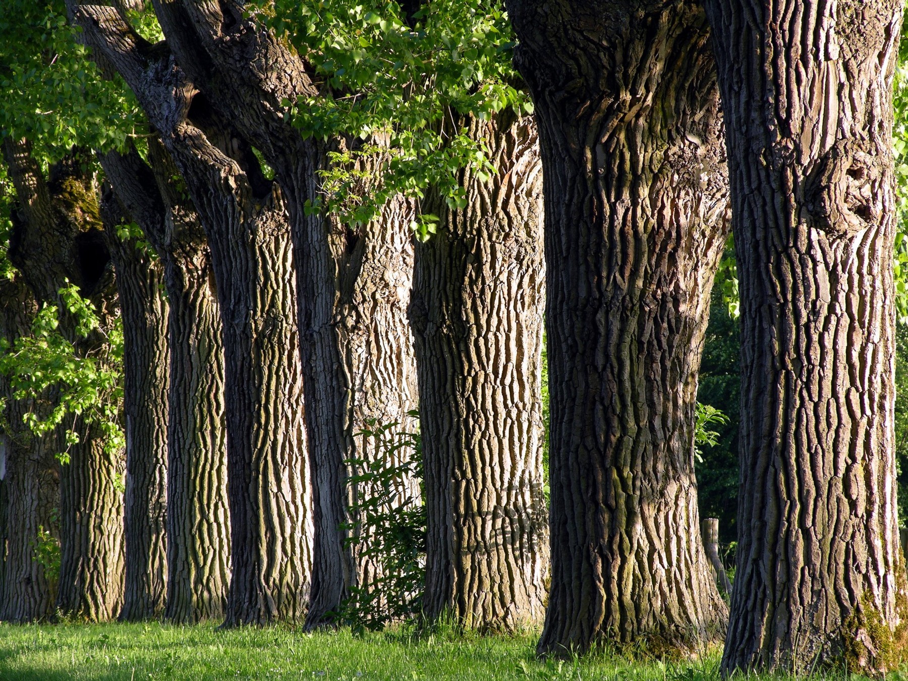 The picture shows the trees lining an avenue, Germany, 27 November 2005. Photo: Juergen Effner,Image: 678112250, License: Rights-managed, Restrictions: , Model Release: no, Credit line: C3748 Jürgen Effner / DPA / Profimedia