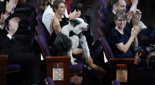 Mar 10, 2024; Los Angeles, CA, USA; Messi the dog is seen in a seat with a person holding prop dog paws below his seat before the start of the 96th Oscars at the Dolby Theatre at Ovation Hollywood in Los Angeles on Sunday, March 10, 2024..,Image: 855704892, License: Rights-managed, Restrictions: *** World Rights ***, Model Release: no, Credit line: USA TODAY Network / ddp USA / Profimedia